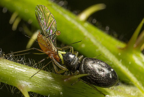 Heliophanus flavipes  Geotagged,Heliophanu flavipes,Heliophanus flavipes,Spring,United Kingdom