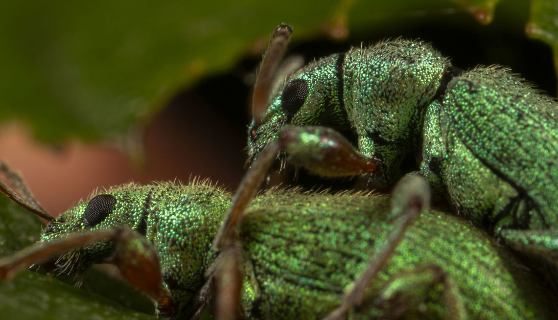 Phyllobius pomaceus These Nettle Weevils do love going at it, I see them mostly on top of one another rather than individually lol<br />
This image is at 5:1 Geotagged,Nettle Weevil,Phyllobius pomaceus,Spring,United Kingdom