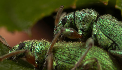 Phyllobius pomaceus These Nettle Weevils do love going at it, I see them mostly on top of one another rather than individually lol
This image is at 5:1 Geotagged,Nettle Weevil,Phyllobius pomaceus,Spring,United Kingdom