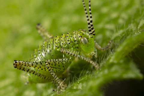 Leptophyes punctatissima 5:1 these little nymphs are tiny Geotagged,Leptophyes punctatissima,Speckled bush-cricket,Spring,United Kingdom