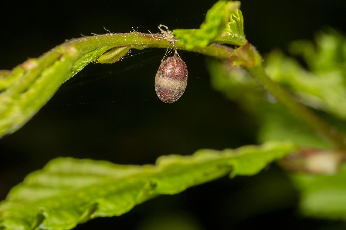 Campopleginae  cocoon  Geotagged,Spring,United Kingdom