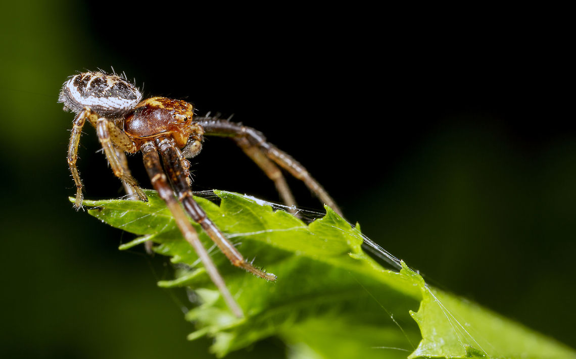 Xysticus cristatus I followed this specimen across two bushes for about 10 minutes. It finally settled in this purching position.  Geotagged,Ground Crab Spider,Spring,United Kingdom,Xysticus cristatus