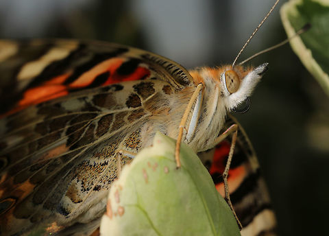 Painted Lady (Vanessa cardui')  Geotagged,Summer,United Kingdom,Vanessa cardui,Vanessa carduui