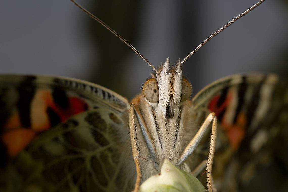 Painted Lady  Geotagged,Summer,United Kingdom,Vanessa cardui,Vanessa carduui