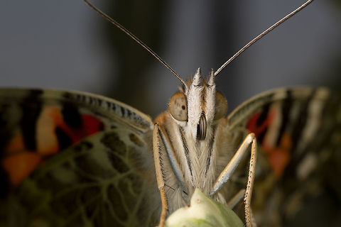 Painted Lady  Geotagged,Summer,United Kingdom,Vanessa cardui,Vanessa carduui