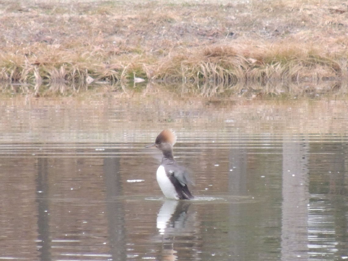 Merganzer  Hooded Merganser,Lophodytes cucullatus