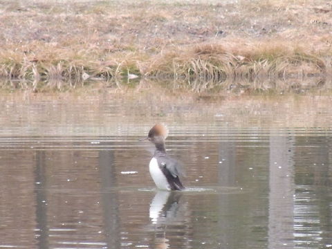 Merganzer  Hooded Merganser,Lophodytes cucullatus