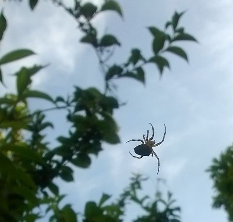 WP_20140718_031[1]  Araneus diadematus,European garden spider,Geotagged,United Kingdom