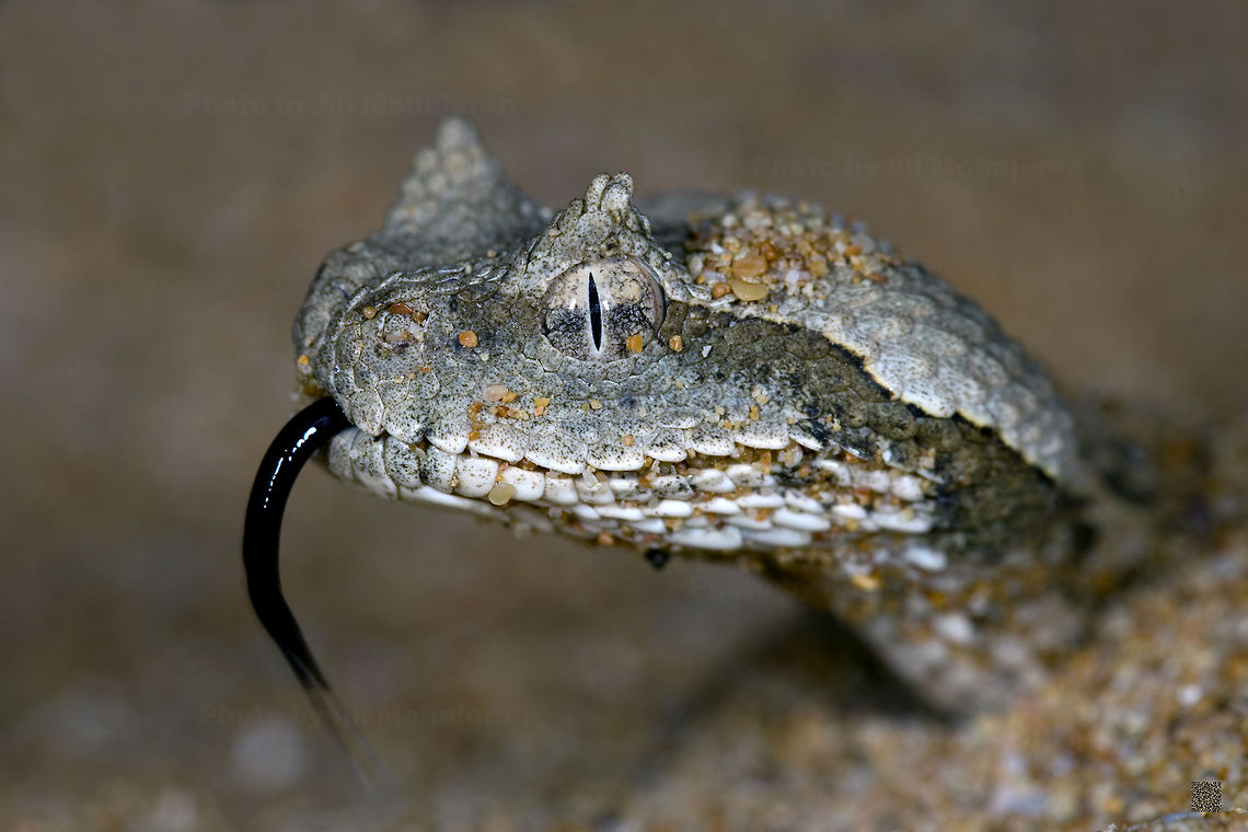 Desert Horned Viper Kavir National Park, Semnan, Iran<br />
 Cerastes gasperettii,Iran,vipers