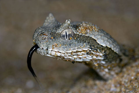 Arabian horned viper
