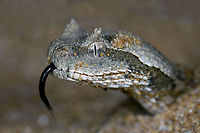 Desert Horned Viper Kavir National Park, Semnan, Iran<br />
 Cerastes gasperettii,Iran,vipers