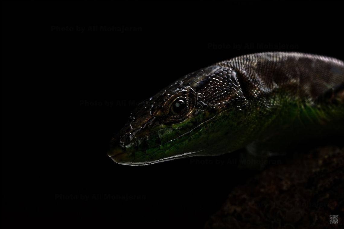 Green Bellied Lizard (darevskia chlorogaster) Neka, Mazandaran, Iran,darevskia chlorogaster<br />
 Green Bellied Rock Lizard,Lacerta strigata,Striated Lizard,darevskia chlorogaster,lran