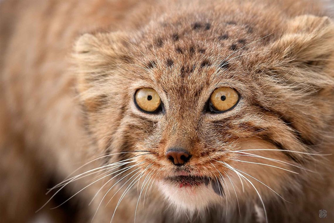 Pallas's cat Kalmand, Yazd, Iran<br />
(Photographed in Captivity Moments before Released into Wild)<br />
 Felis manul,Geotagged,Iran,Otocolobus manul,Pallass cat