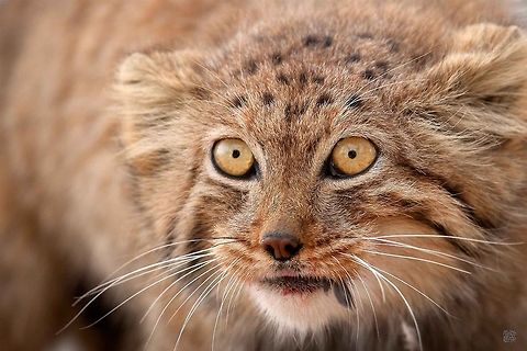 Pallas's cat Kalmand, Yazd, Iran
(Photographed in Captivity Moments before Released into Wild)
 Felis manul,Geotagged,Iran,Otocolobus manul,Pallass cat