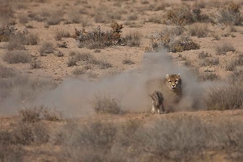 Rarest of The Rare An Asiatic Cheetah in hunting action :) Acinonyx jubatus venaticus,Asiatic Cheetah