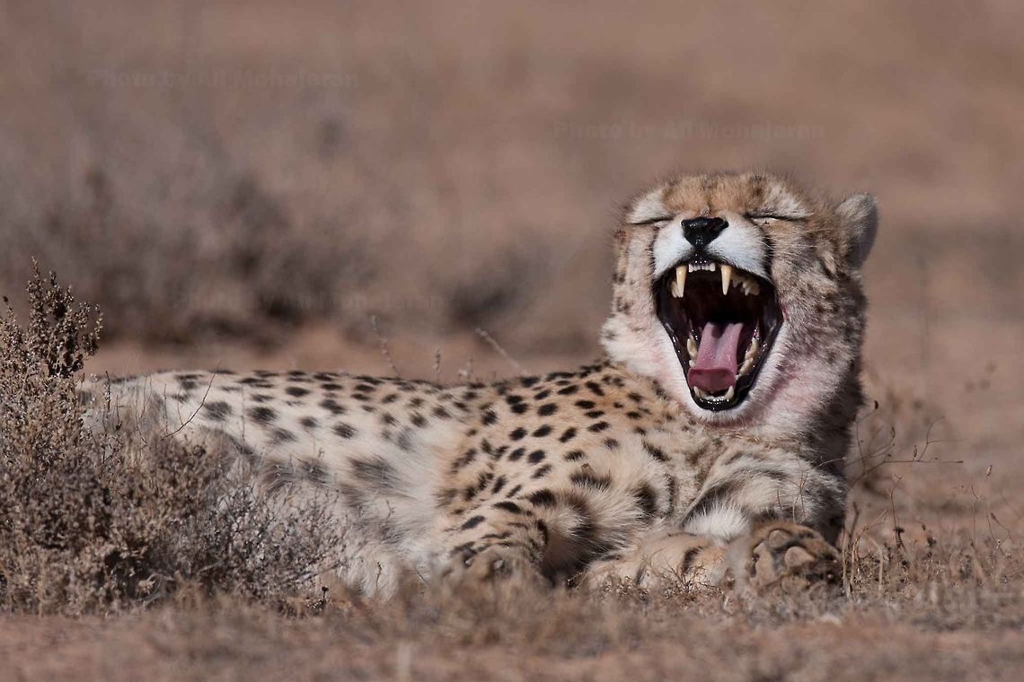 Asiatic Cheetah  Acinonyx jubatus venaticus,Asiatic Cheetah