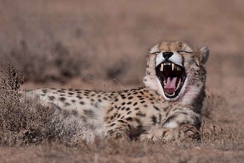 Asiatic Cheetah  Acinonyx jubatus venaticus,Asiatic Cheetah