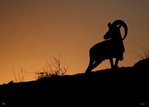 Laristan Sheep (Ovis orientalis laristanica) Ovis orientalis laristanica

Laristan Sheep
-------------------------------------

End of a successful day in chase of smallest wild sheep in Iran that only spotted in a remote area on south of Iran (Hormod/Larestan) i remember in mid day temperature was 50 Centigrade Degrees :) Laristan Mouflon,Mouflon,Ovis orientalis,Ovis orientalis laristanica
