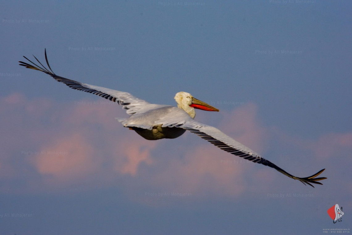 Dalmatian pelican (Pelecanus crispus) Dalmatian pelican <br />
Pelecanus crispus<br />
<br />
in this case a half standing on a motor boat chasing this bird at about 60Kmh and the photo is obviously handheld with a 100 - 400 USM L Canon :)  Dalmatian Pelican,Dalmatian pelican,Pelecaniformes,Pelecanus crispus