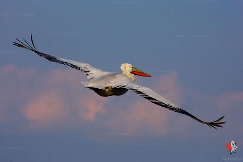 Dalmatian pelican (Pelecanus crispus) Dalmatian pelican 
Pelecanus crispus

in this case a half standing on a motor boat chasing this bird at about 60Kmh and the photo is obviously handheld with a 100 - 400 USM L Canon :)  Dalmatian Pelican,Dalmatian pelican,Pelecaniformes,Pelecanus crispus