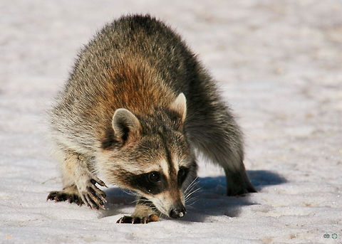 Raccoon (Procyon lotor) Procyon lotor

Raccoon is a non local specie that held and multiplied in captivity in Azerbaijan Rep. for purpose of using its skin :(
some escaped from captivity and multipled in wild and finally reach northern Jungles of Iran and as invasive species become a treat to some species of Birds.
This photo taken in Talesh/ Gilan 2 years ago. Procyon lotor,Raccoon