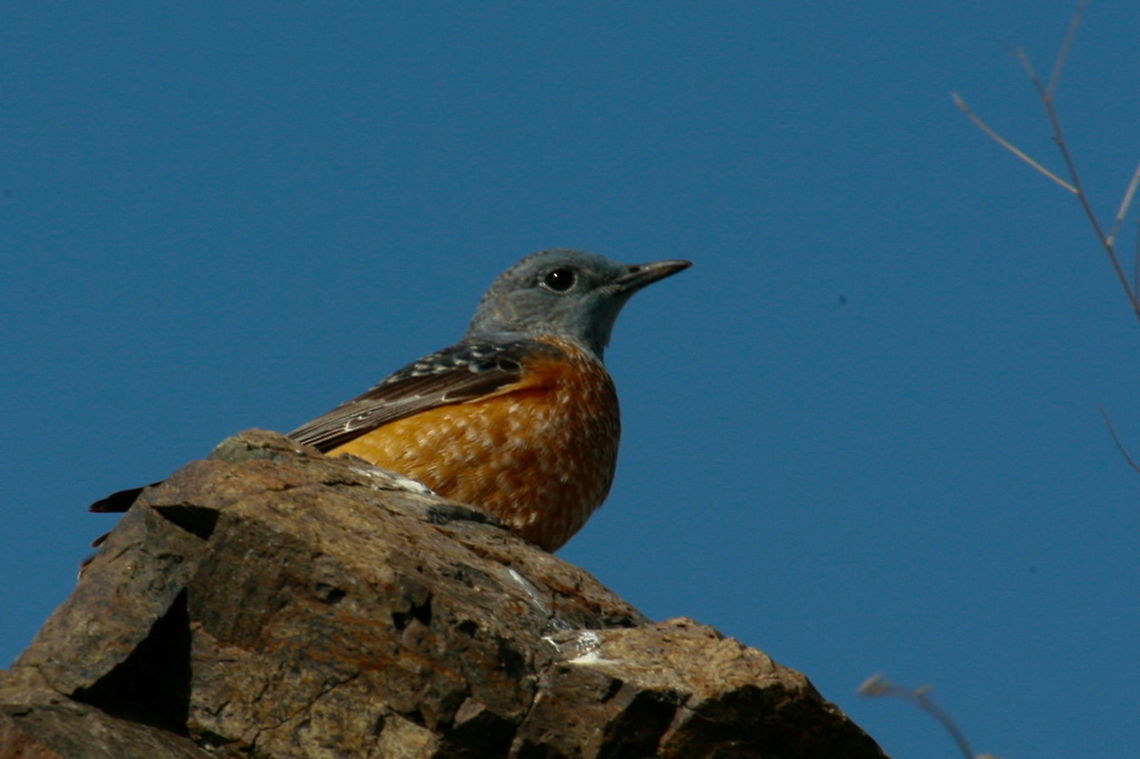 Common Rock Thrush_-_Photo_by_Ali_Mohajeran  Birds,Common Rock Thrush,Monticola saxatilis