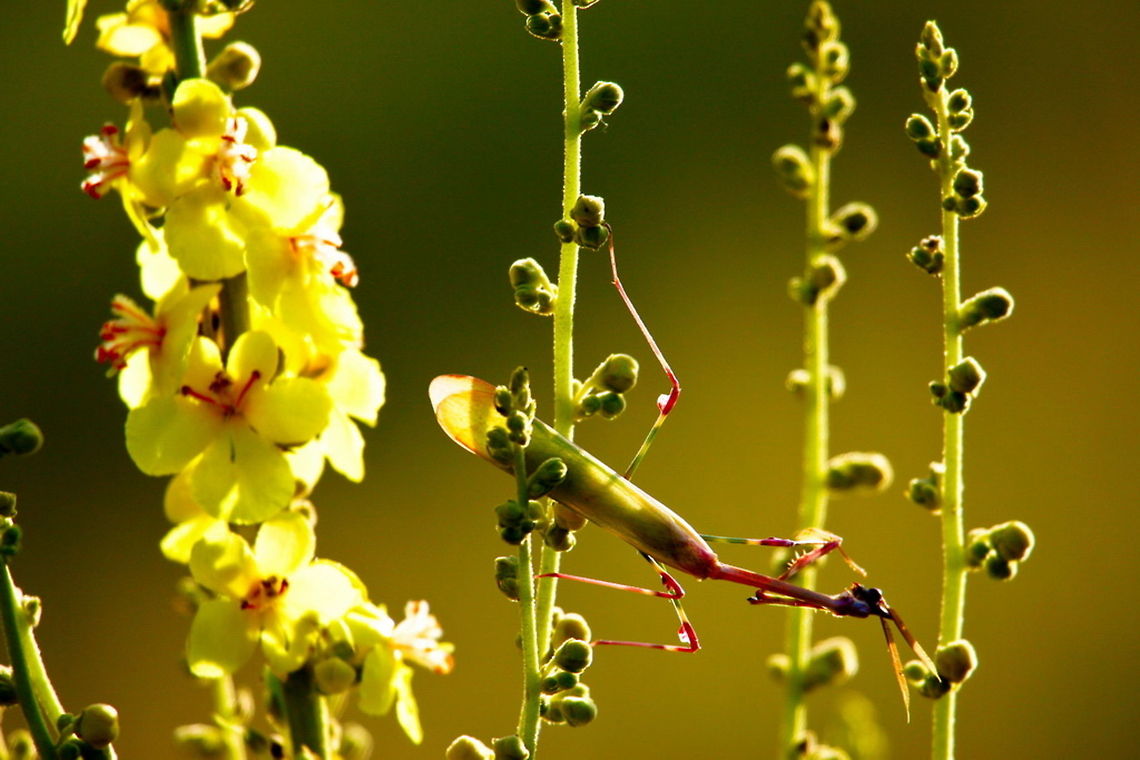 _LI_6755_-_Photo_by_Ali_Mohajeran