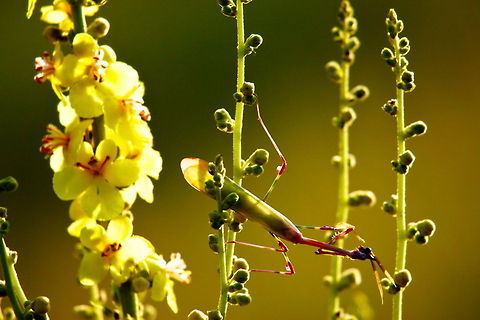 _LI_6755_-_Photo_by_Ali_Mohajeran