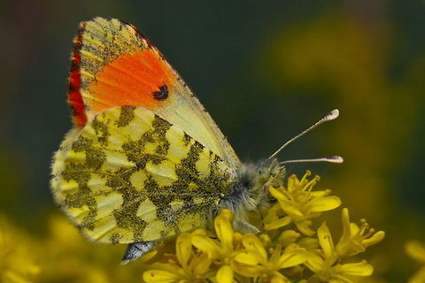Orange tip butterfly  Anthocharis damone,Butterfly,Eastern Orange Tip