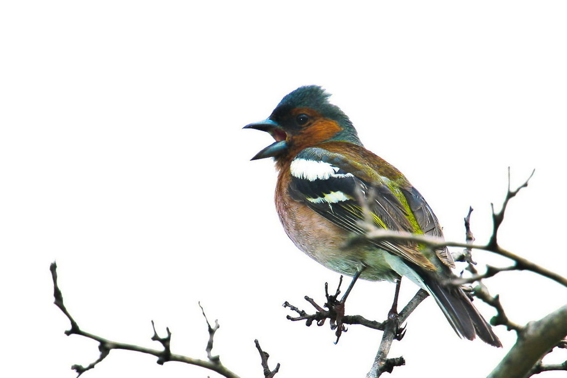 Chaffinch_-_Photo_by_Ali_Mohajeran  Birds,Chaffinch,Fringilla coelebs