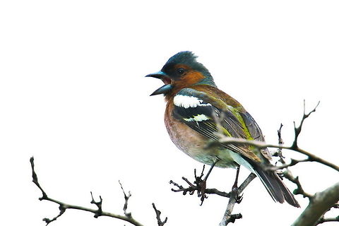 Chaffinch_-_Photo_by_Ali_Mohajeran  Birds,Chaffinch,Fringilla coelebs
