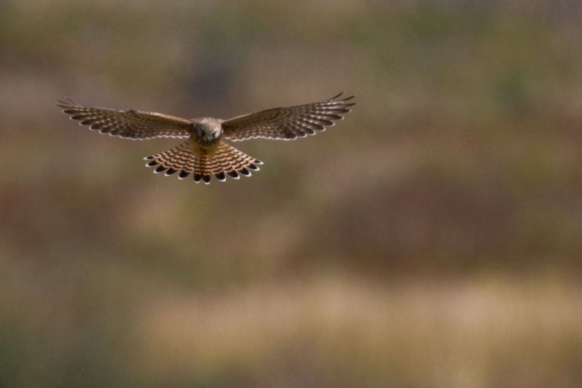 AL2_0473_-_Photo_by_Ali_Mohajeran  Common Kestrel,Falco tinnunculus,Falconiformes,birds