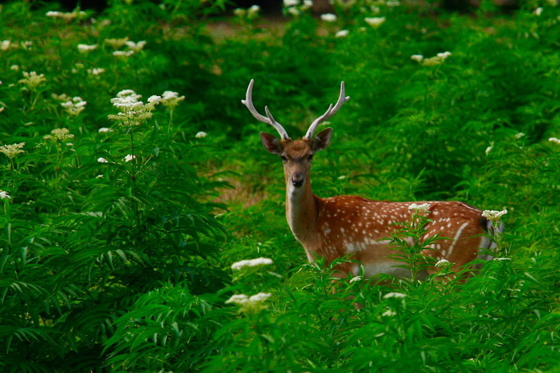 Persian fallow deer  Dama dama mesopotamica,Persian fallow deer