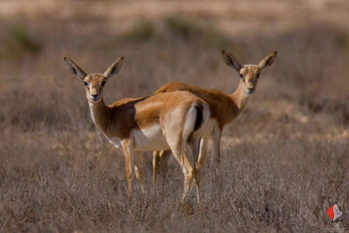 AL2_1516_-_Photo_by_Ali_Mohajeran  Gazella subgutturosa,Goitered Gazelle