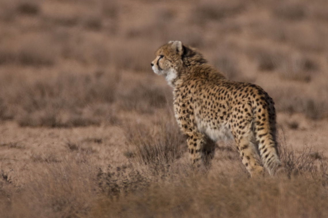 AL2_2264_-_Photo_by_Ali_Mohajeran Asiatic Cheetah<br />
Acinonyx jubatus venaticus<br />
----------------------------------------<br />
<br />
There are only about 100 of this rare and interesting mammal left in Iran and generally in Asia, it can be found in a area of abut 1,000,000 square Km in Iran only! so imagine how lucky you have to be to saw on of them :) most of the photos are taken by trap cameras and a few with photographers . Acinonyx jubatus venaticus,Asiatic Cheetah