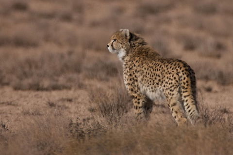 AL2_2264_-_Photo_by_Ali_Mohajeran Asiatic Cheetah
Acinonyx jubatus venaticus
----------------------------------------

There are only about 100 of this rare and interesting mammal left in Iran and generally in Asia, it can be found in a area of abut 1,000,000 square Km in Iran only! so imagine how lucky you have to be to saw on of them :) most of the photos are taken by trap cameras and a few with photographers . Acinonyx jubatus venaticus,Asiatic Cheetah