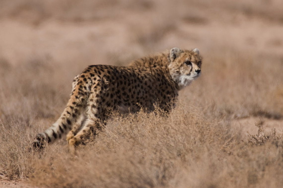 Asiatic Cheetah (Acinonyx jubatus venaticus) Asiatic Cheetah<br />
Acinonyx jubatus venaticus<br />
----------------------------------------<br />
<br />
There are only about 100 of this rare and interesting mammal left in Iran and generally in Asia, it can be found in a area of abut 1,000,000 square Km in Iran only! so imagine how lucky you have to be to saw on of them :) most of the photos are taken by trap cameras and a few with photographers . Acinonyx jubatus venaticus,Asiatic Cheetah,Cheetah,Iran
