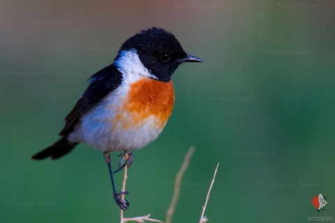 Stonechat (Saxicola Torquatus) Gol Darreh, Samirum, Isfahan, Iran African Stonechat,Birds,Saxicola torquatus