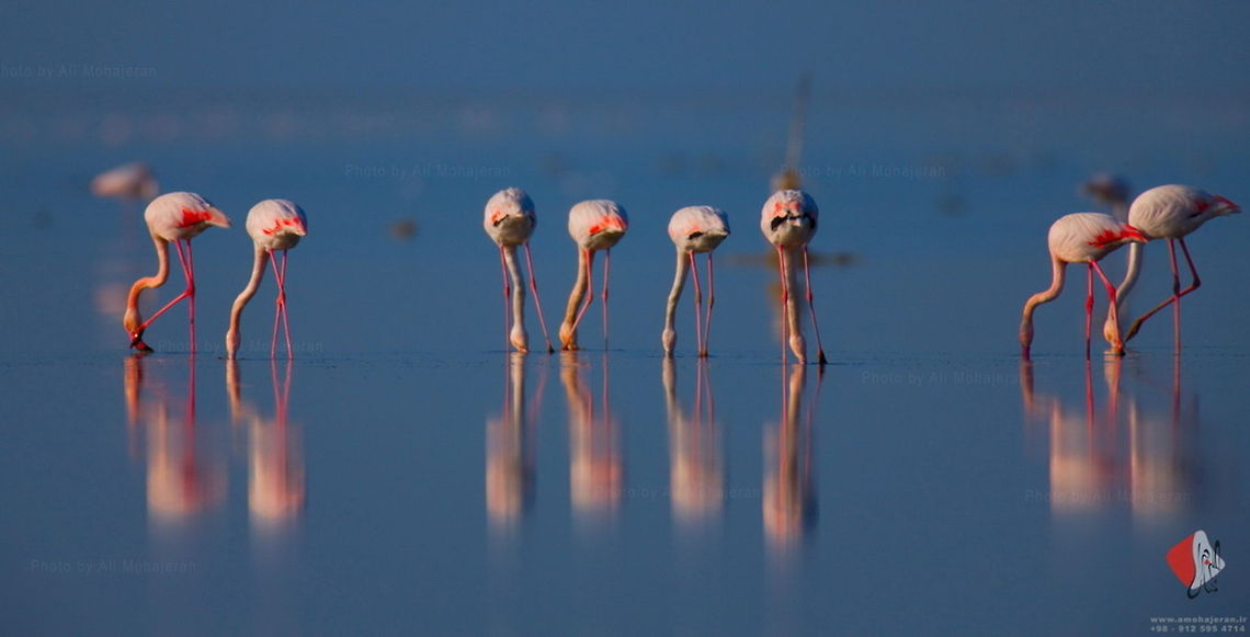 Greater Flamingo (Phoenicopterus ruber) Phonenicopterus ruber<br />
<br />
Greater Flamingo<br />
<br />
Iran/Golestan, Gomishan Wetland<br />
This photo taken when i hiding on  a boat camouflaging and  waiting to get closer to a group of pelicans :) the reflection took my eye and this is a result :) Flamingo,Greater Flamingo,Phoenicopterus roseus
