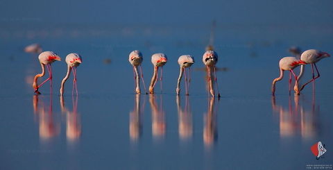 Greater Flamingo (Phoenicopterus ruber) Phonenicopterus ruber

Greater Flamingo

Iran/Golestan, Gomishan Wetland
This photo taken when i hiding on  a boat camouflaging and  waiting to get closer to a group of pelicans :) the reflection took my eye and this is a result :) Flamingo,Greater Flamingo,Phoenicopterus roseus