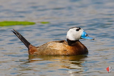 White-headed Duck (Oxyura leucocephala)  Oxyura leucocephala,White-headed Duck
