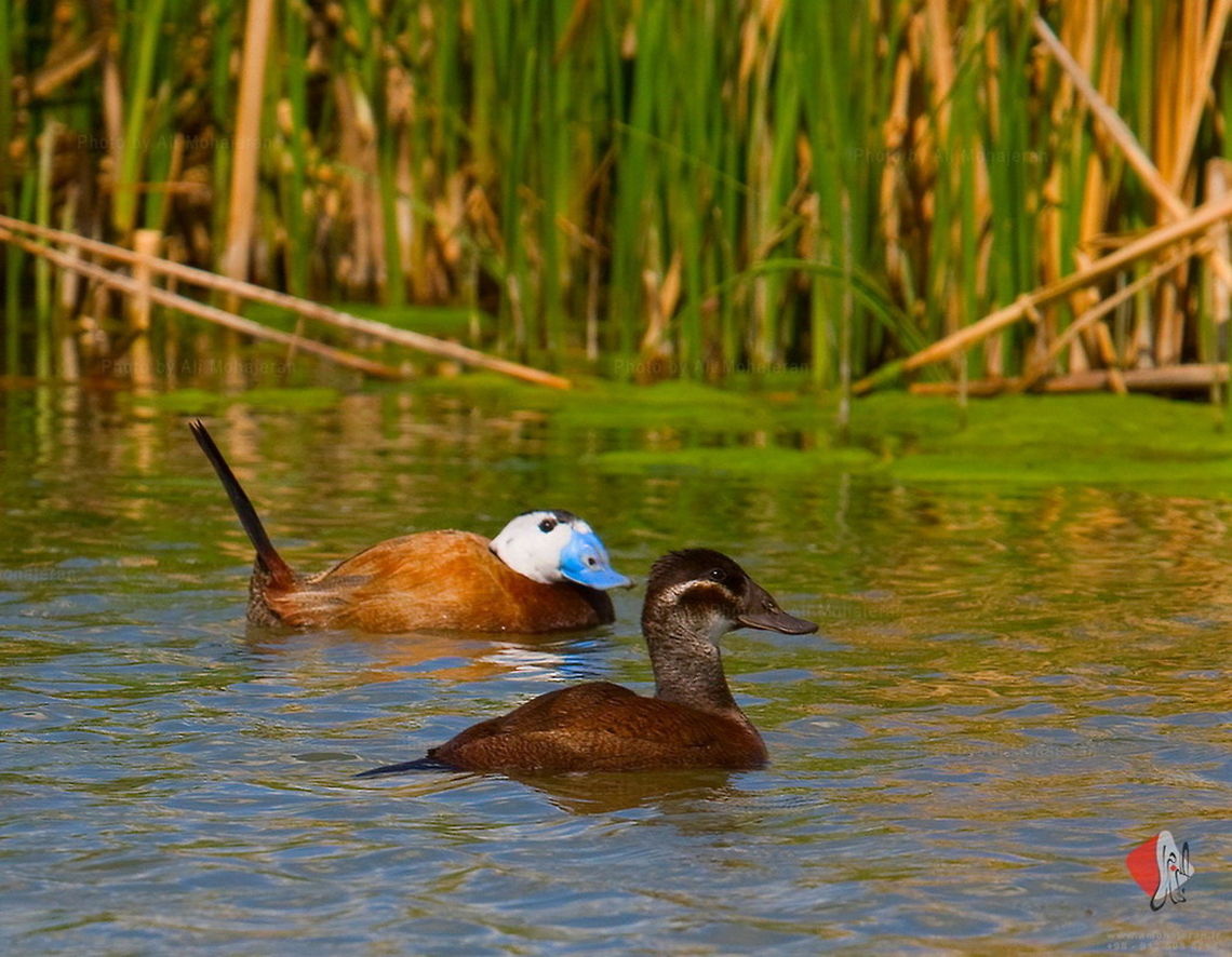 White-headed Duck (Oxyura leucocephala)  Oxyura leucocephala,White-headed Duck