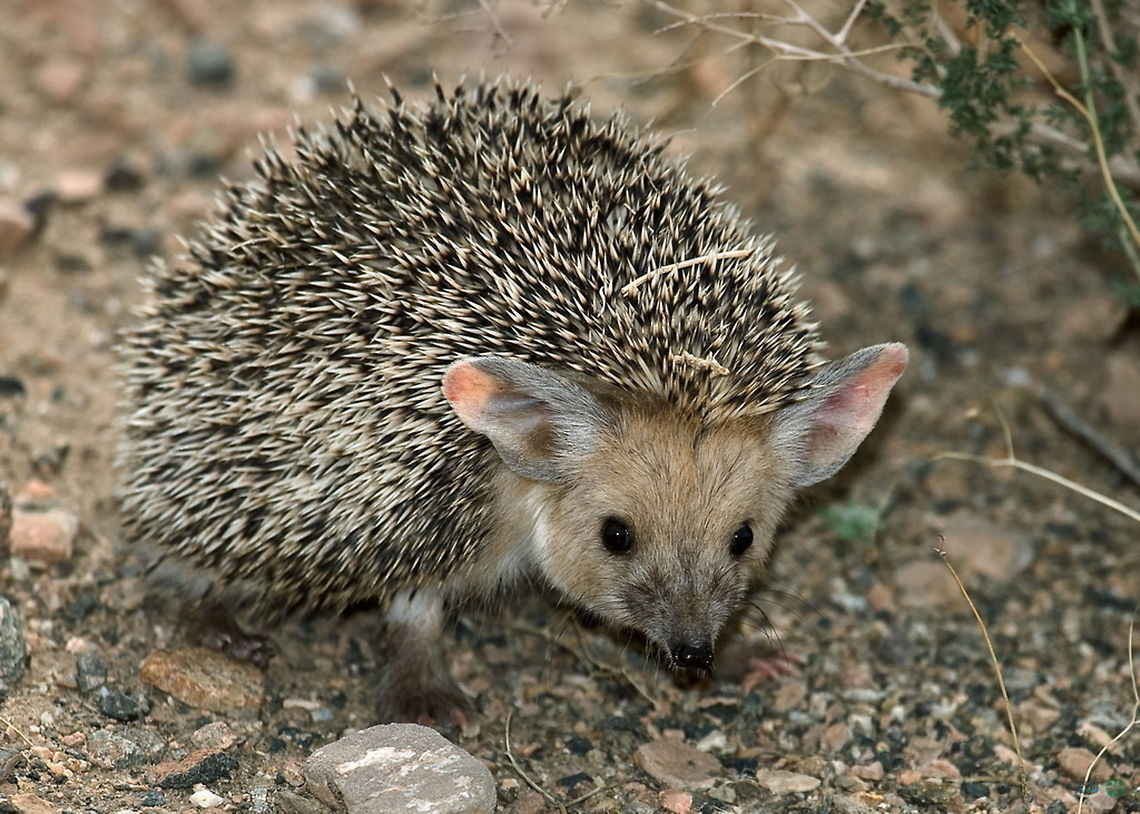 Long-eared hedgehog  Hemiechinus auritus,Long-eared hedgehog