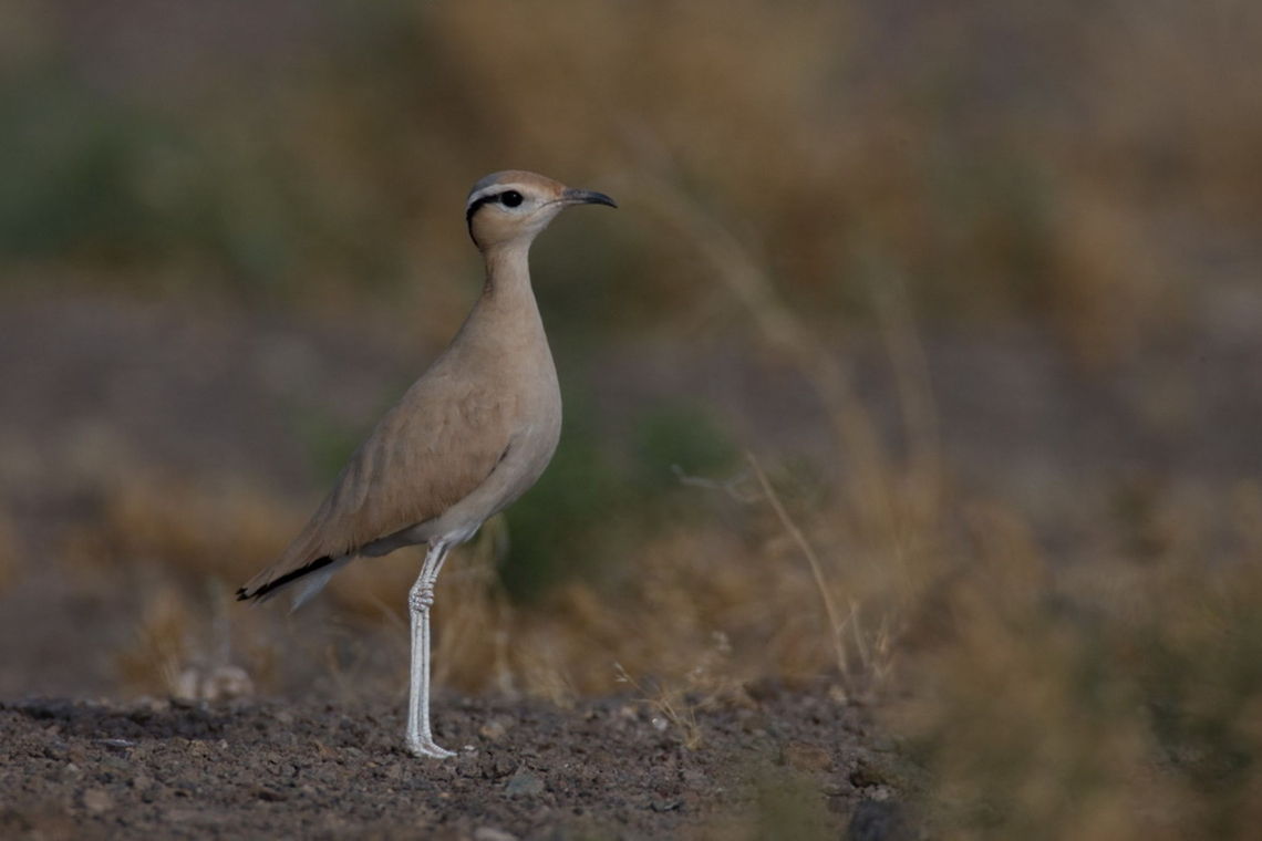 Cream-coloured Courser (Cursorius cursor) Cream-coloured Courser / Cursorius cursor / Iran - Semnan Province - Touran National Park Birds,Cream-coloured Courser,Cursorius cursor