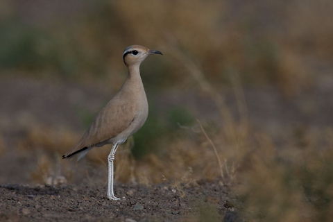 Cream-coloured Courser (Cursorius cursor) Cream-coloured Courser / Cursorius cursor / Iran - Semnan Province - Touran National Park Birds,Cream-coloured Courser,Cursorius cursor