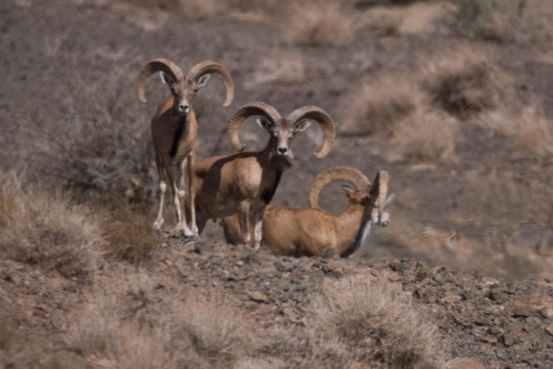 Urial mouflon (Ovis orientalis arkal) Abbas Abad, Touran National Park, Semnan, Iran Ovis orientalis arkal,Transcaspian Urial