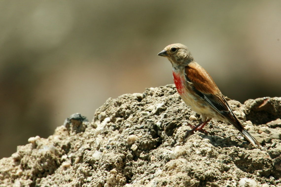 Common Linnet  Birds,Carduelis cannabina,Common Linnet