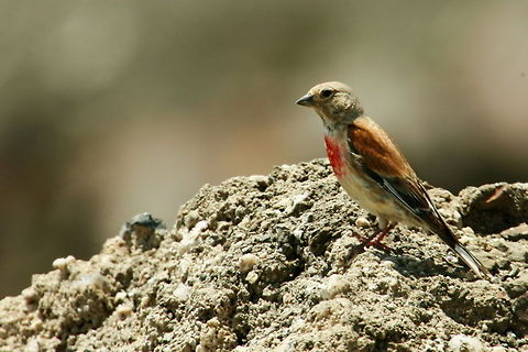 Common Linnet  Birds,Carduelis cannabina,Common Linnet