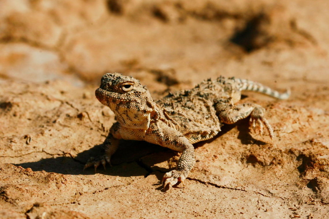 Phrynocephalus persicus  Persian Toad-headed Agama,Phrynocephalus persicus persicus