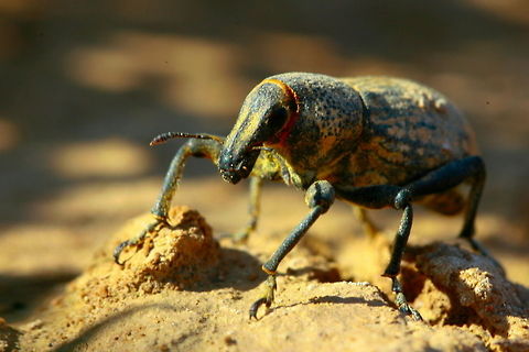 _LI_0821_-_Photo_by_Ali_Mohajeran  Insects